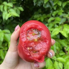 攀枝花米易高山口感番茄（西红柿）【顺丰发货】