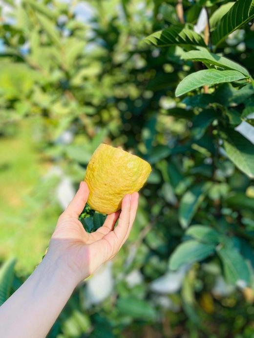 软硬两吃 顺丰礼盒 #清脆可口 #软糯香甜海南草莓红心芭乐软硬两吃清脆可口软糯香甜 商品图2