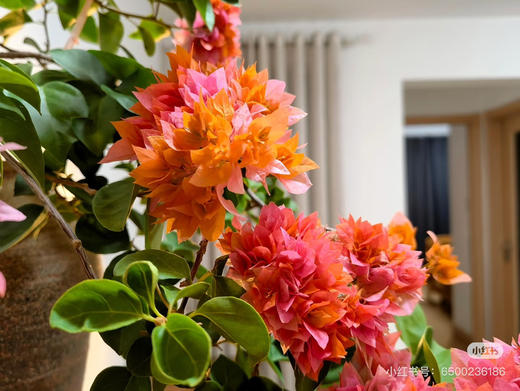 【绿植现货】重瓣橙三角梅19.9（现货，下单即可到店自提） 商品图2
