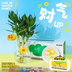 涂鸦造物办公室桌面绿植生日礼物教师节礼水培富贵竹