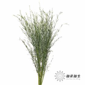 叶材 | 柳叶星河