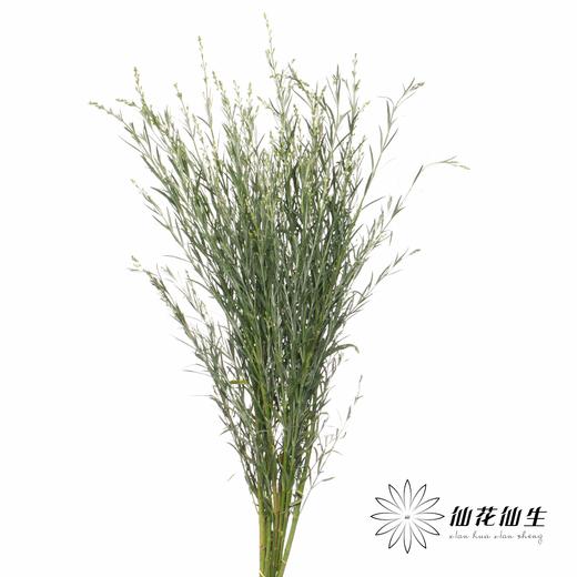 叶材 | 柳叶星河 商品图0