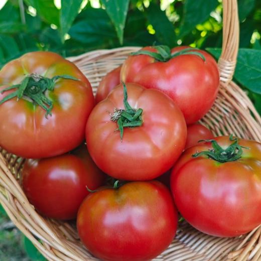 攀枝花米易高山口感番茄（西红柿）【顺丰发货】 商品图4