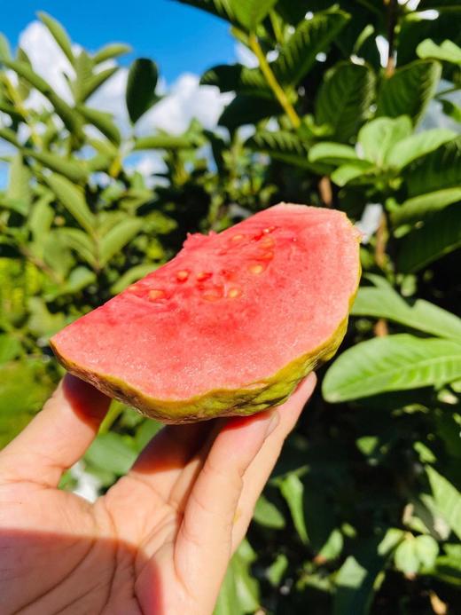 软硬两吃 顺丰礼盒 #清脆可口 #软糯香甜海南草莓红心芭乐软硬两吃清脆可口软糯香甜 商品图0