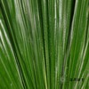 叶材 | 棕榈叶 商品缩略图2