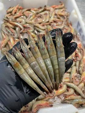 舟山野生青壳滑皮虾（1斤）