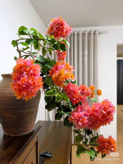 【绿植现货】重瓣橙三角梅19.9（现货，下单即可到店自提） 商品图1