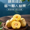 ZS石林树熟人参果#清甜爽口一口爆汁，坚持树上熟甜度10+，现摘现发，孕妇小孩老人放心食用 商品缩略图0