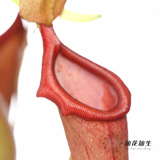 叶材 | 猪笼草【轻微瑕疵不售后，介意慎拍】 商品图4