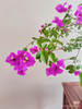 【绿植现货】云南紫小老桩三角梅19.9（现货，下单即可到店自提） 商品缩略图4