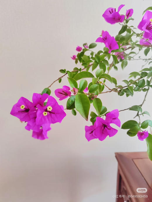 【绿植现货】云南紫小老桩三角梅19.9（现货，下单即可到店自提） 商品图4