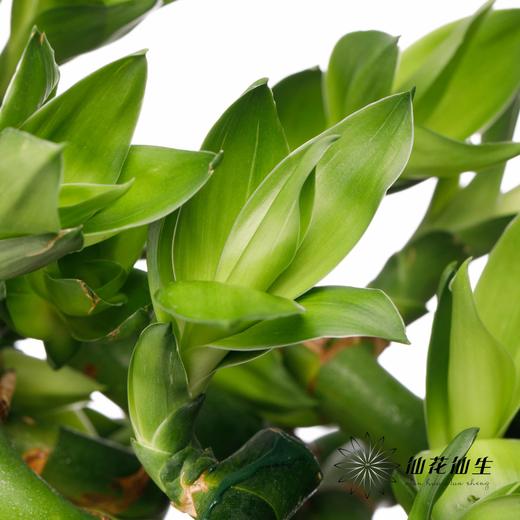 叶材 | 弯竹 商品图4