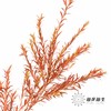 叶材 ｜ 千层金红色 商品缩略图2
