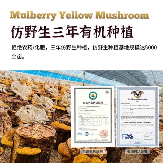 长白山三年有机桑黄30g/盒分装版 商品图1