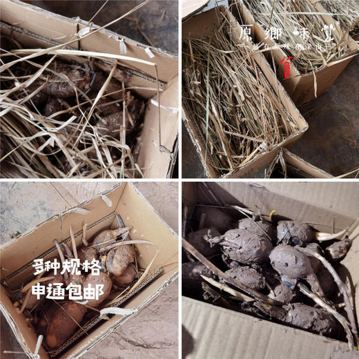 【人工现挖较慢需等待】生态莲藕（基地直发-申通包邮）| 多种规格，来自四川遂宁，生产者：廖勇【合作生产，公平贸易】 商品图9