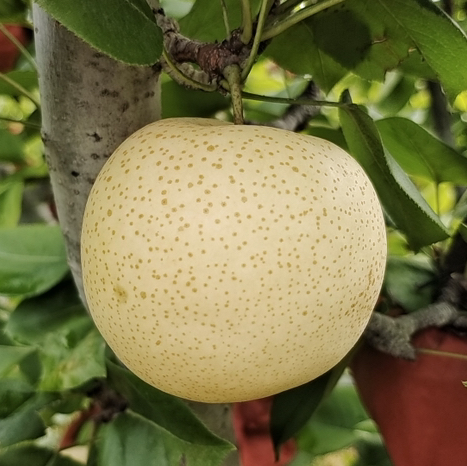 产地直发-小空山有机黄金梨 南召县 皮薄 核小 脆甜无渣 口感细腻 京东快递 下单所有规格均赠送100g秋梨膏