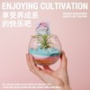 涂鸦造物办公室桌面绿植生日礼物教师节礼DIY空气凤梨 商品缩略图3