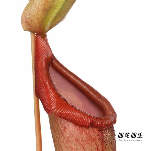 叶材 | 猪笼草【轻微瑕疵不售后，介意慎拍】 商品图2