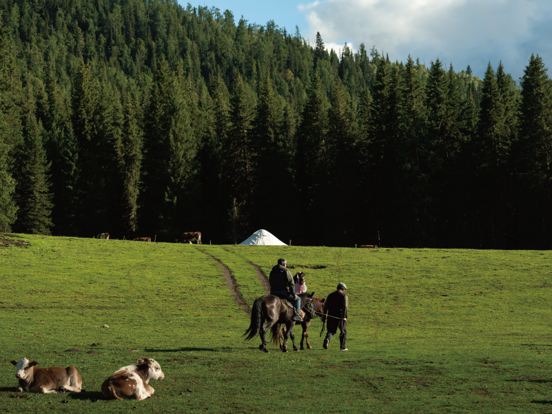阿勒泰·夏牧场 | 喀纳斯 禾木 白哈巴 新疆北疆7日之旅