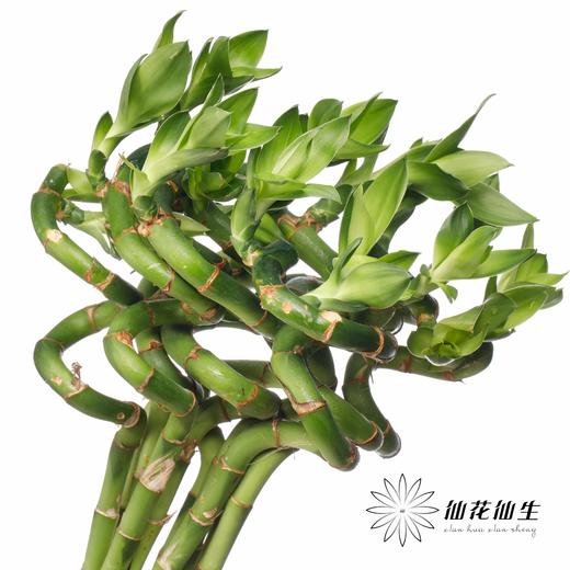 叶材 | 弯竹 商品图0