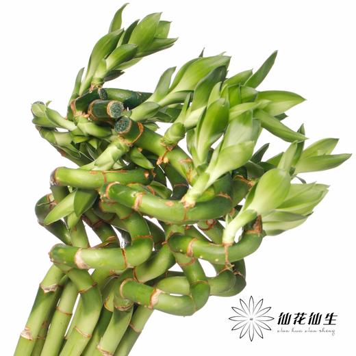 叶材 | 弯竹 商品图2