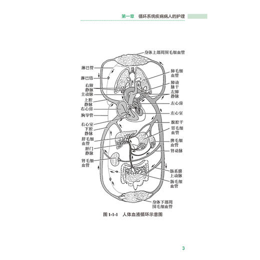 领你过 全国护士执业资格考试临床实习口袋书（第2二版）王秀玲 主编 考试用书 长销考试用书 长销护士考试 人民卫生出版社 商品图4