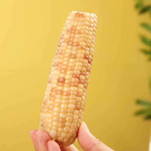 云南花糯玉米 小玉米 商品图5