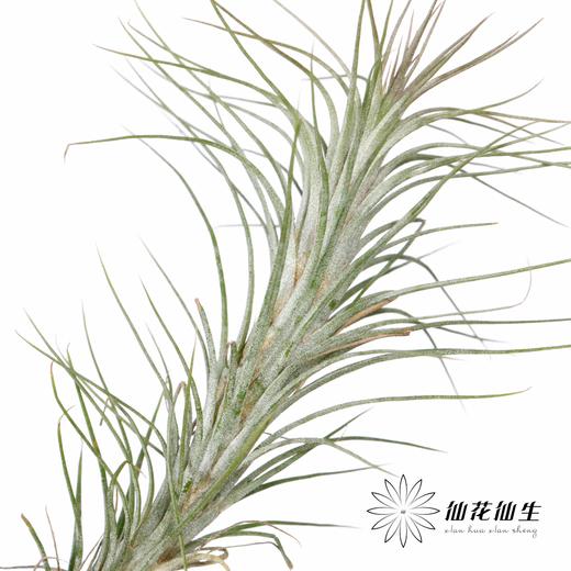 叶材 | 狐狸尾巴 商品图3