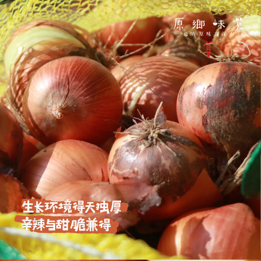 阿拉善生态洋葱（农场直发-顺丰包邮）| 5斤/件，来自内蒙古阿拉善大漠，生产者：马彦伟【合作生产，公平贸易】 商品图12