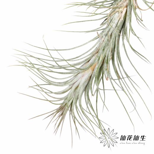 叶材 | 狐狸尾巴 商品图4