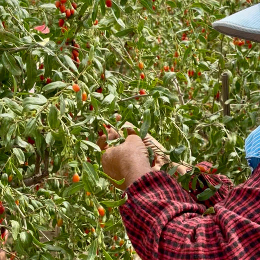 010枸杞 【甘杞2号】宁夏高原 核心产区 【十年守护】自然甘醇 不酸涩 商品图3