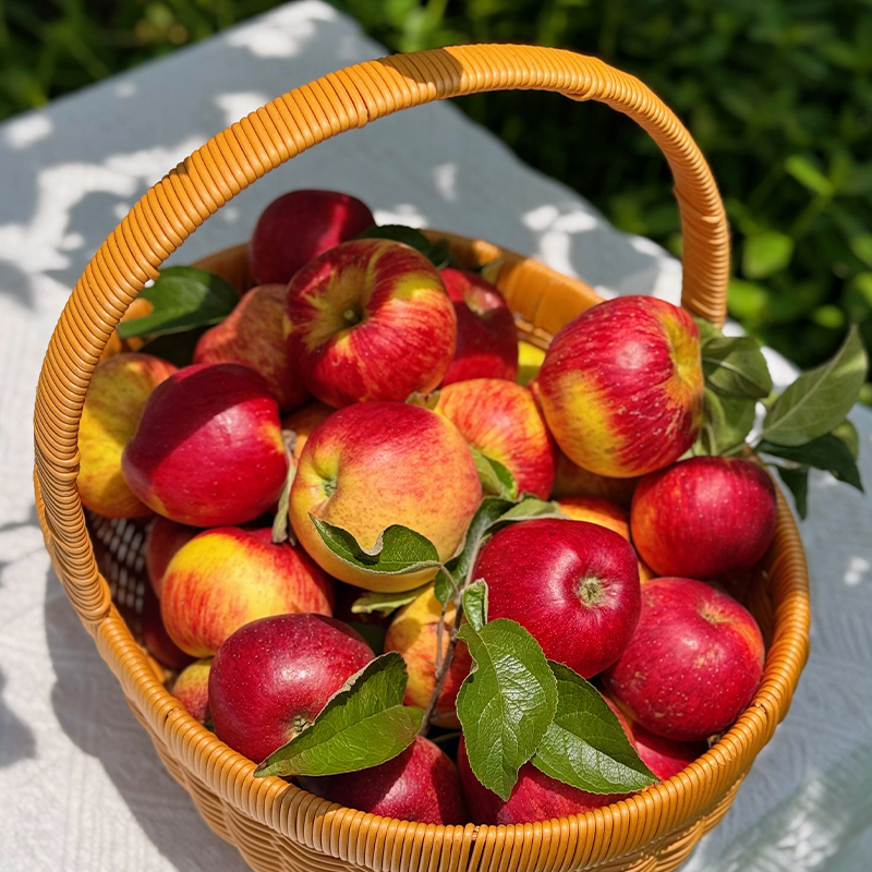 云南高原臻品红玛瑙苹果