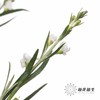 叶材 | 柳叶星河 商品缩略图2