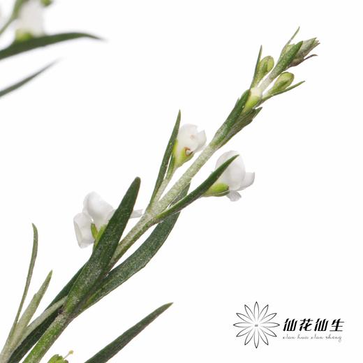 叶材 | 柳叶星河 商品图2