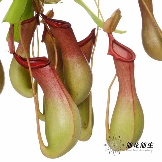 叶材 | 猪笼草【轻微瑕疵不售后，介意慎拍】 商品图1