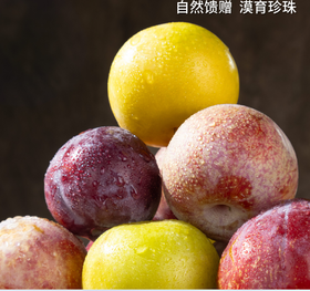 新疆恐龙蛋 三色拼装 新疆发货