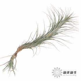 叶材 | 狐狸尾巴