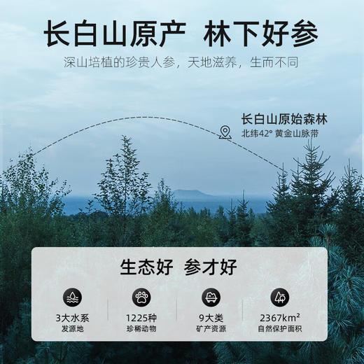 杞里香罐装1.0cm红参片 100g 商品图2