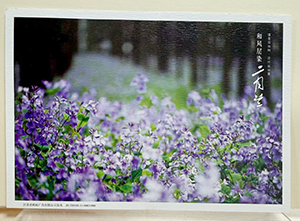 《二月兰》明信片(抗战胜利80周年系列)