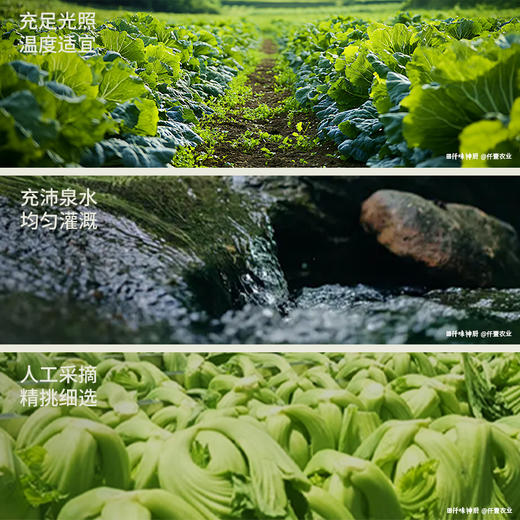 【现摘鲜腌】益生菌发酵酸豆角 脆响爽口 下饭菜 豆角配粥 商品图8