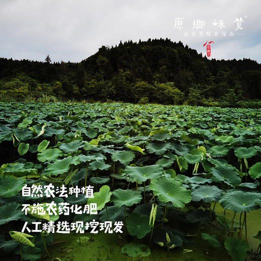 【人工现挖较慢需等待】生态莲藕（基地直发-申通包邮）| 多种规格，来自四川遂宁，生产者：廖勇【合作生产，公平贸易】 商品图10