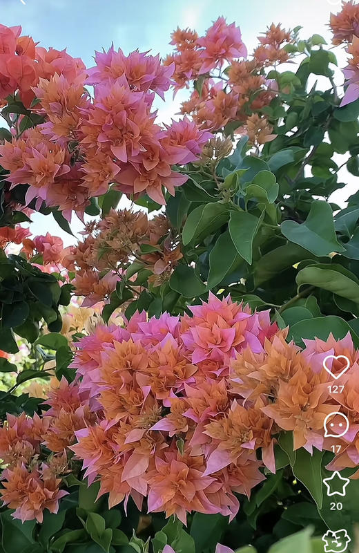 【绿植现货】重瓣橙三角梅19.9（现货，下单即可到店自提） 商品图3