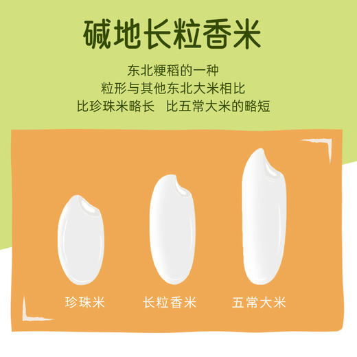 袁谷碱地长粒香米5kg东北粳米长粒香米劲道有嚼劲真空装10斤25年新米 商品图3