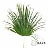 叶材 | 棕榈叶 商品缩略图0