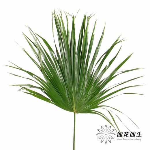 叶材 | 棕榈叶 商品图0