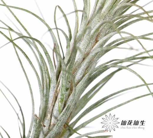 叶材 | 狐狸尾巴 商品图1