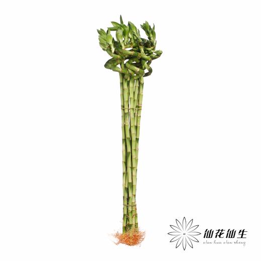 叶材 | 弯竹 商品图1