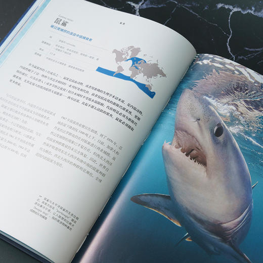 《鲨鱼：鲨鱼为什么是天生猎手？》普林斯顿大学生物图鉴系列  海洋生物 科普-分销 商品图3