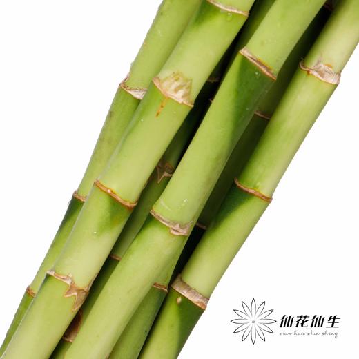 叶材 | 弯竹 商品图3