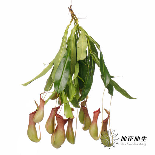 叶材 | 猪笼草【轻微瑕疵不售后，介意慎拍】 商品图3
